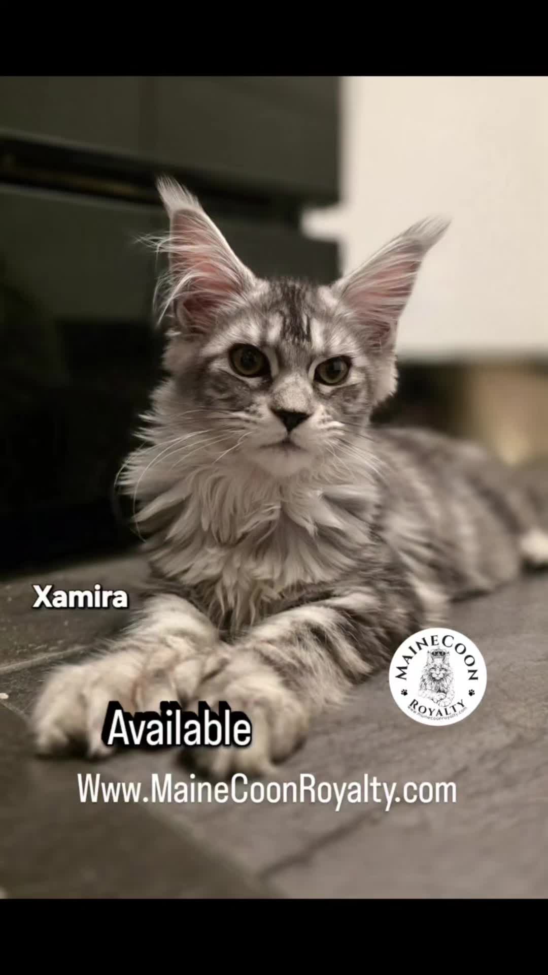 @MaineCoon Royalty