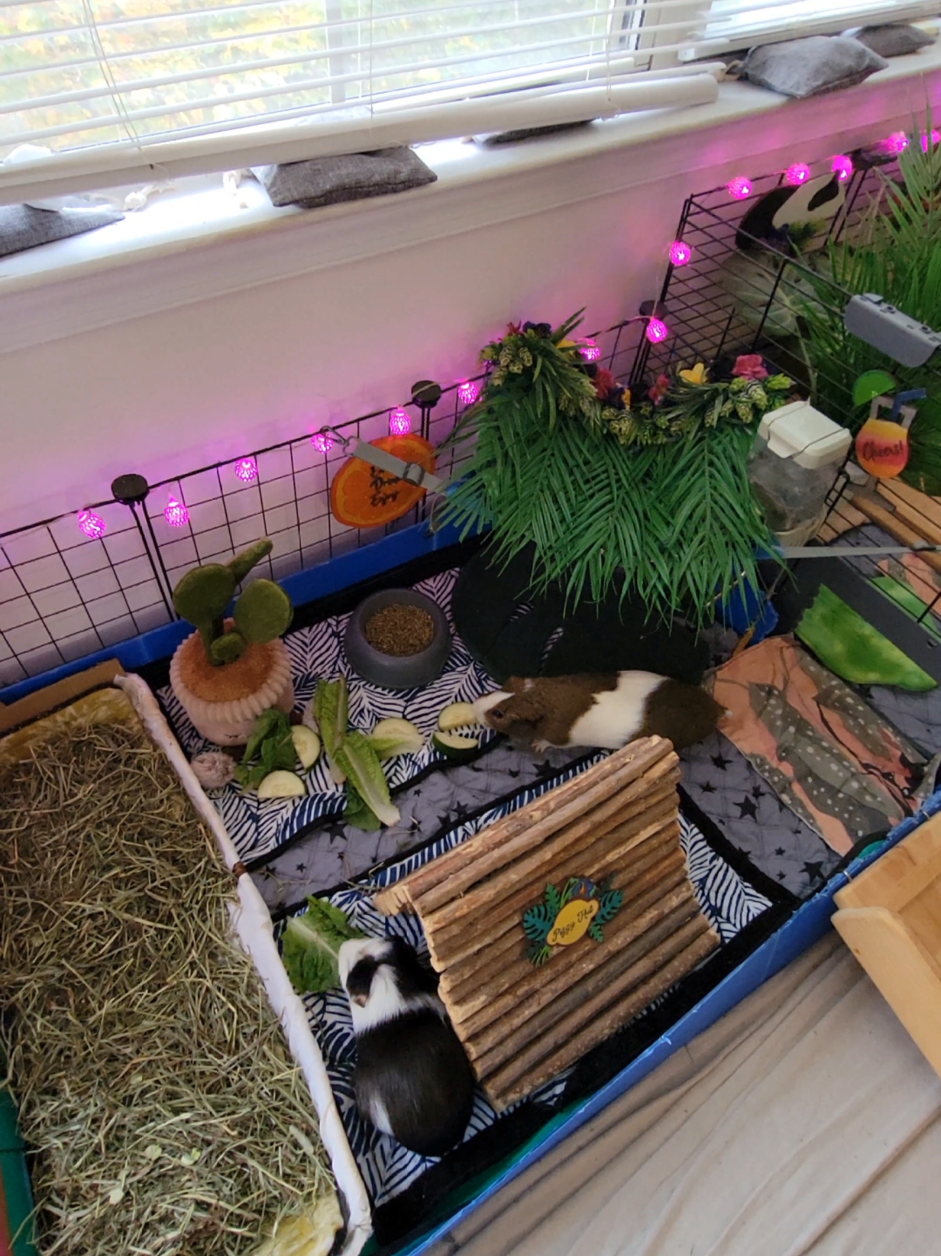 @Dunkin & Donut the guinea pigs