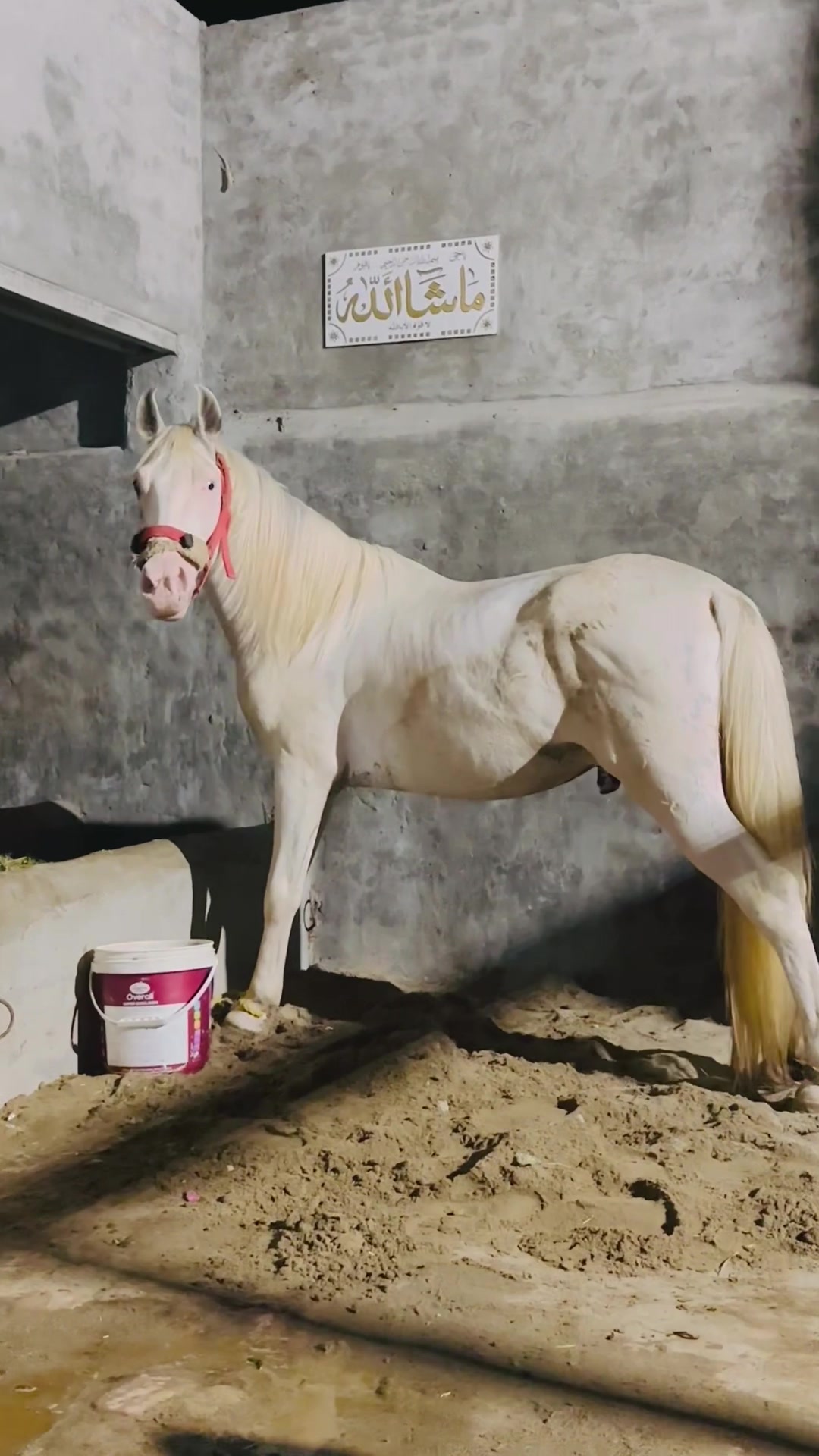 @🦅Ch-Asjad-Ali-Saidagoll🐎