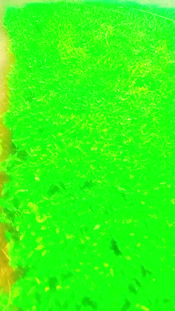 @gfhjdhvb