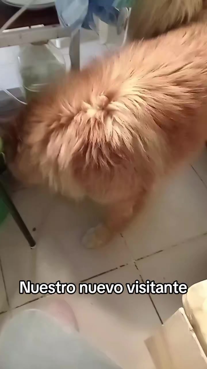 @soyross<3 ❤️🩹👑