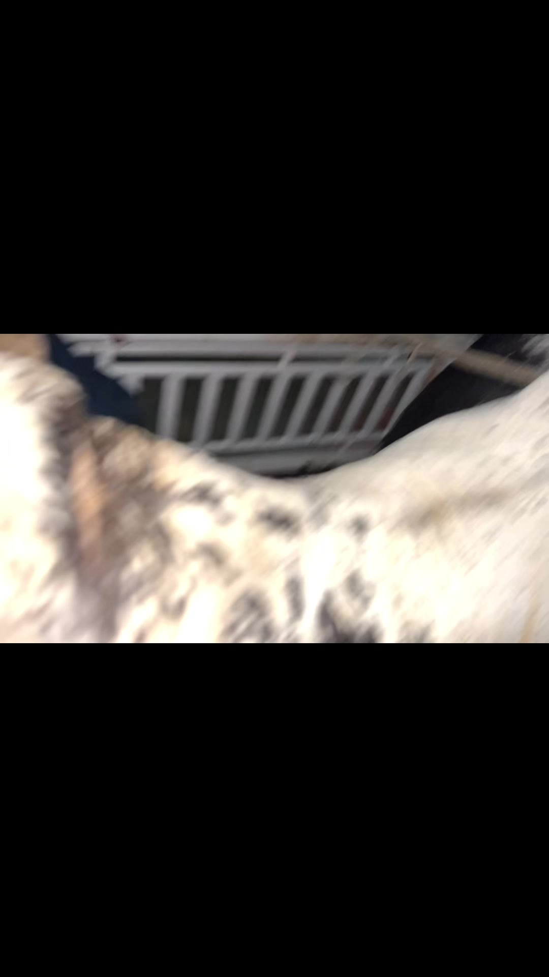 @اسدبادشاہ⚜️