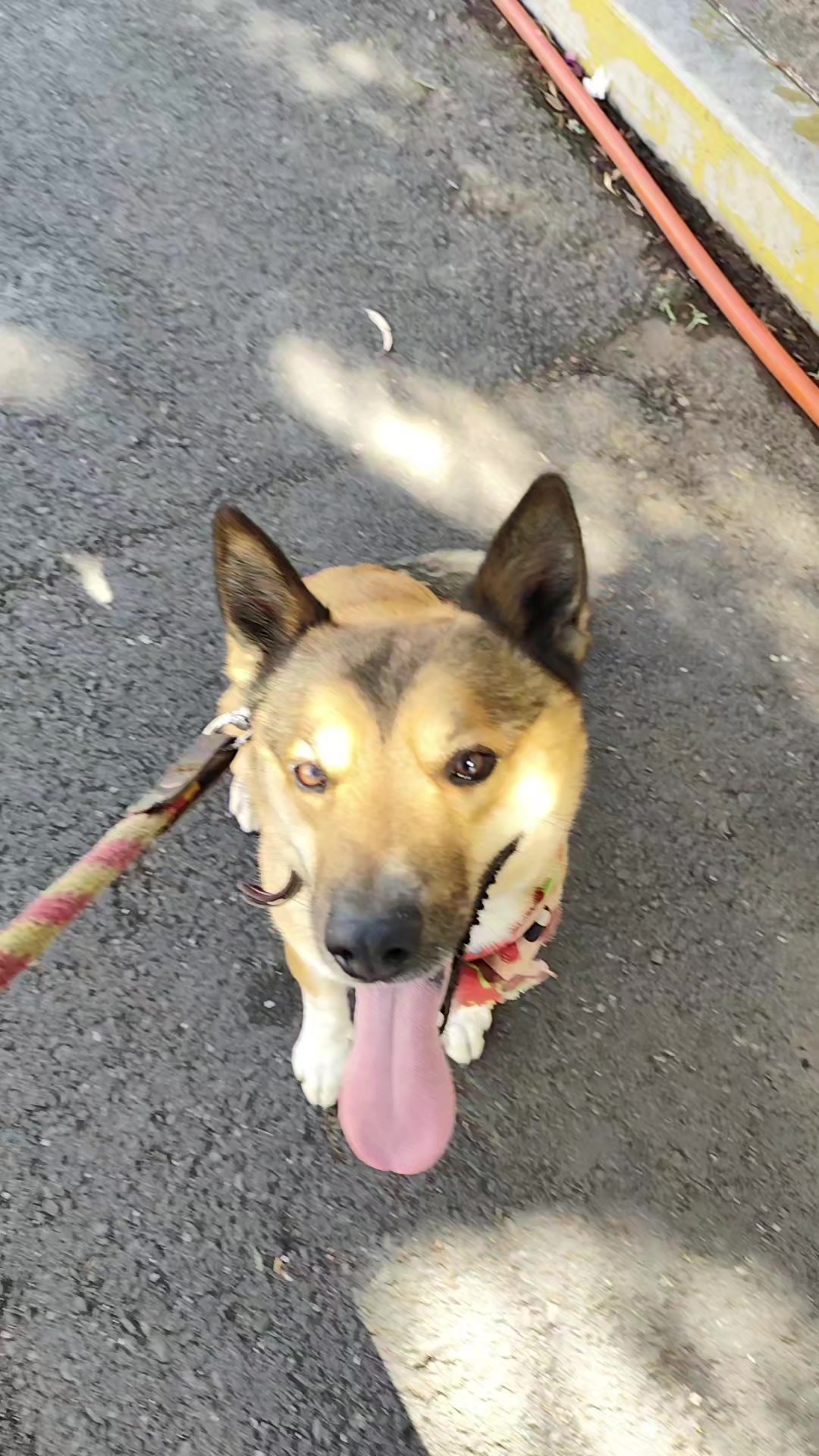 @DogWalkZacatecas♥️🐕🦺🌟