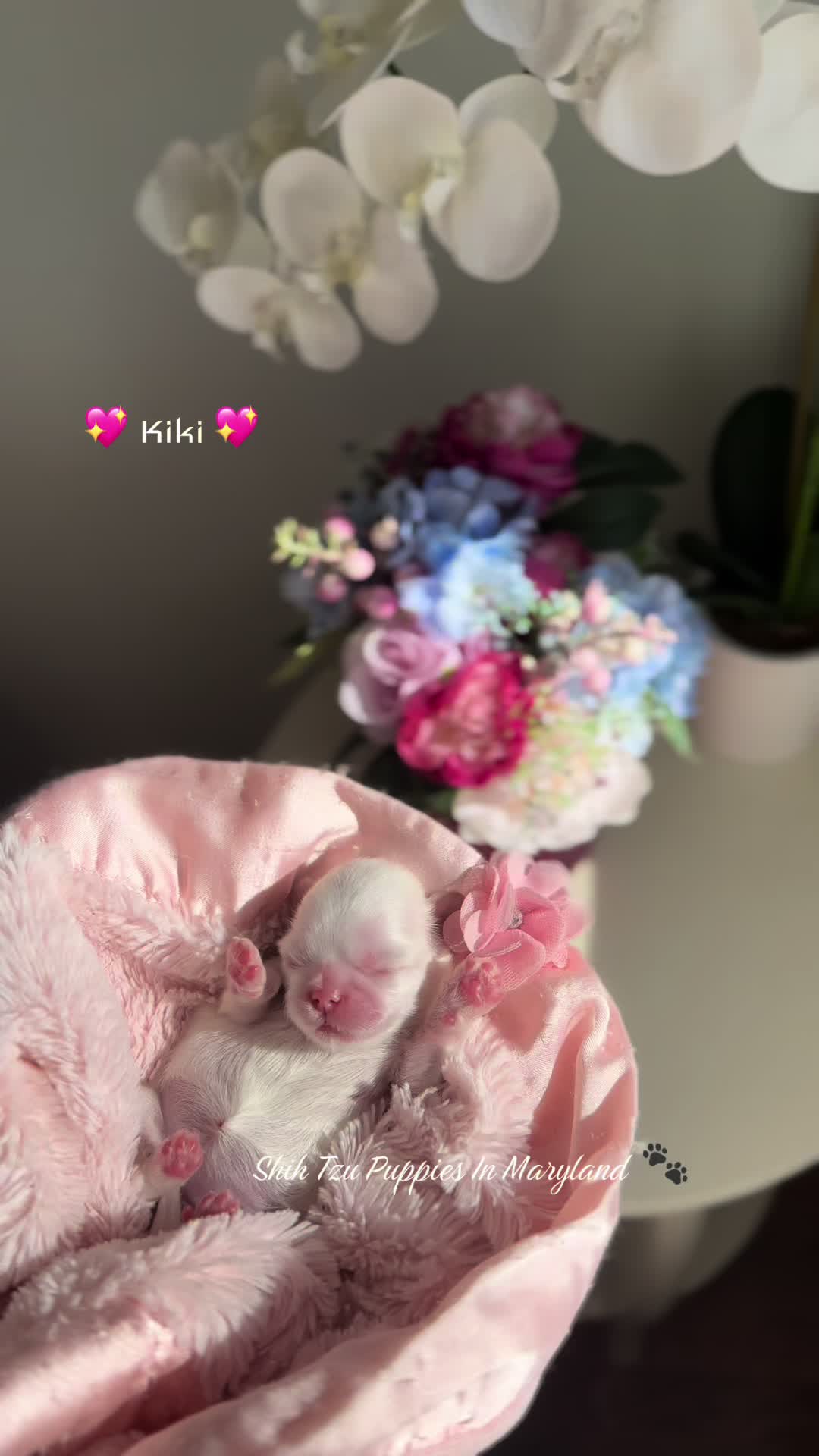 @Shih Tzu Puppies in Maryland