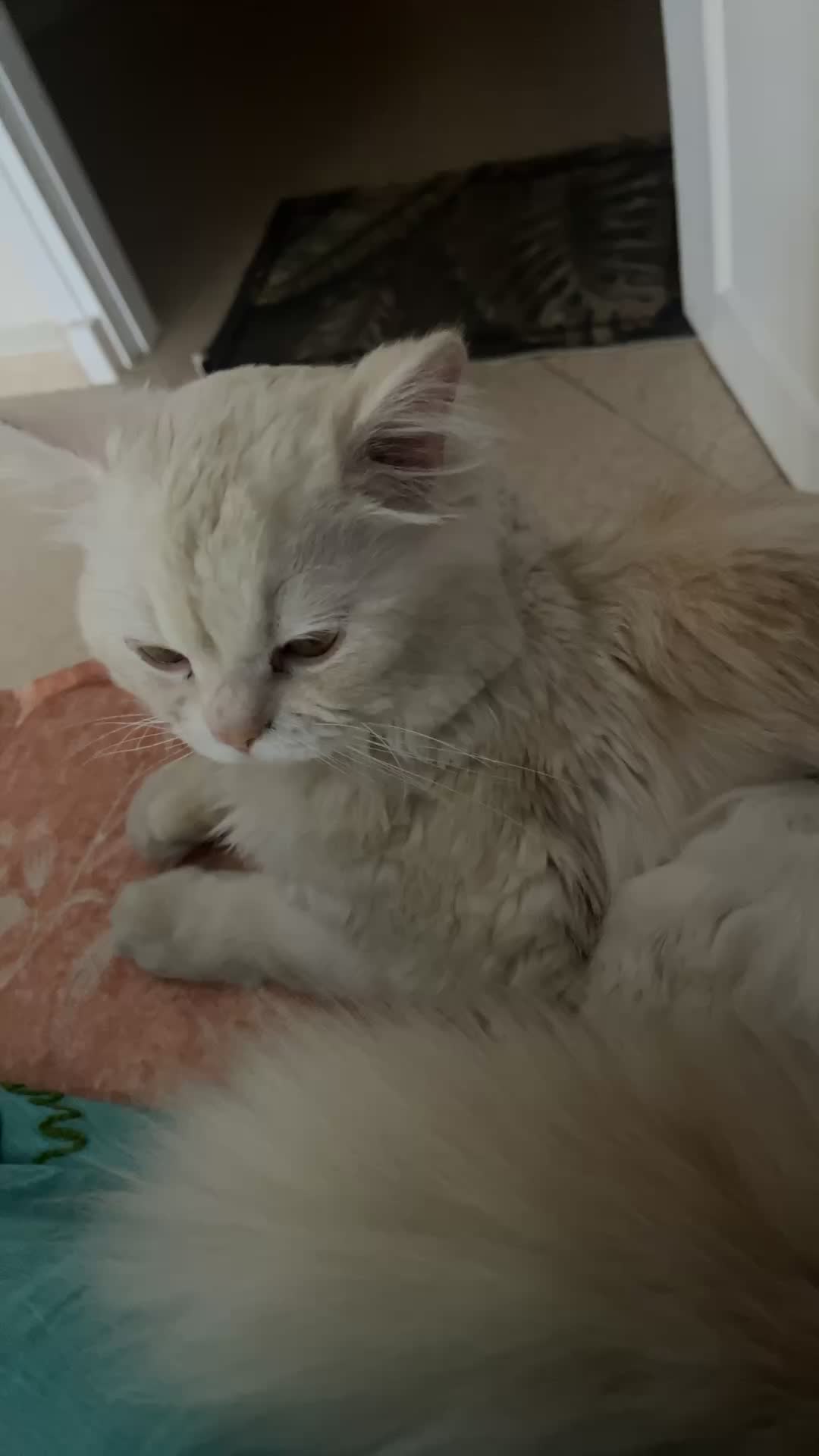 @Prince 🤴 nicotine 🐱nana