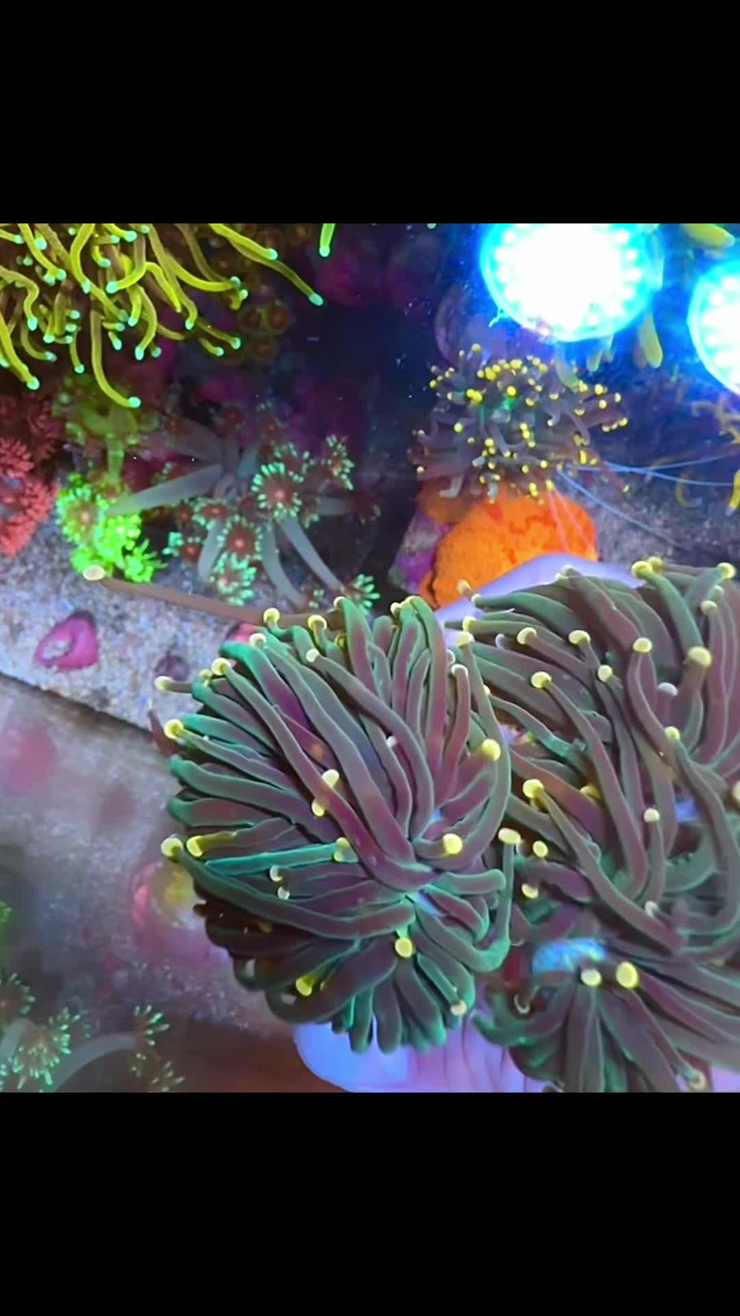 @Inner_Circle_Reefing