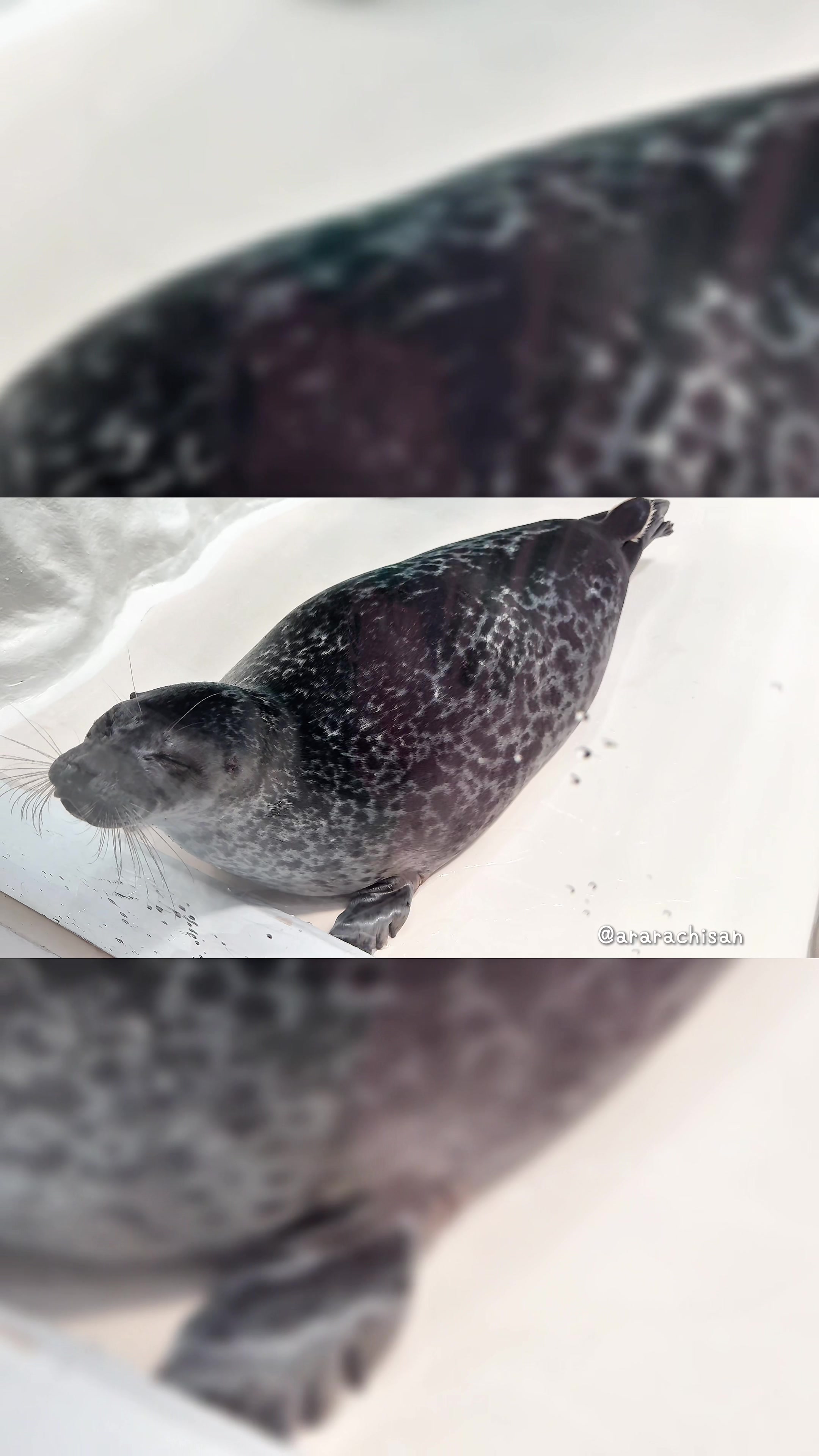 @🦭あららち🦭 | 毎日アザラシ補給