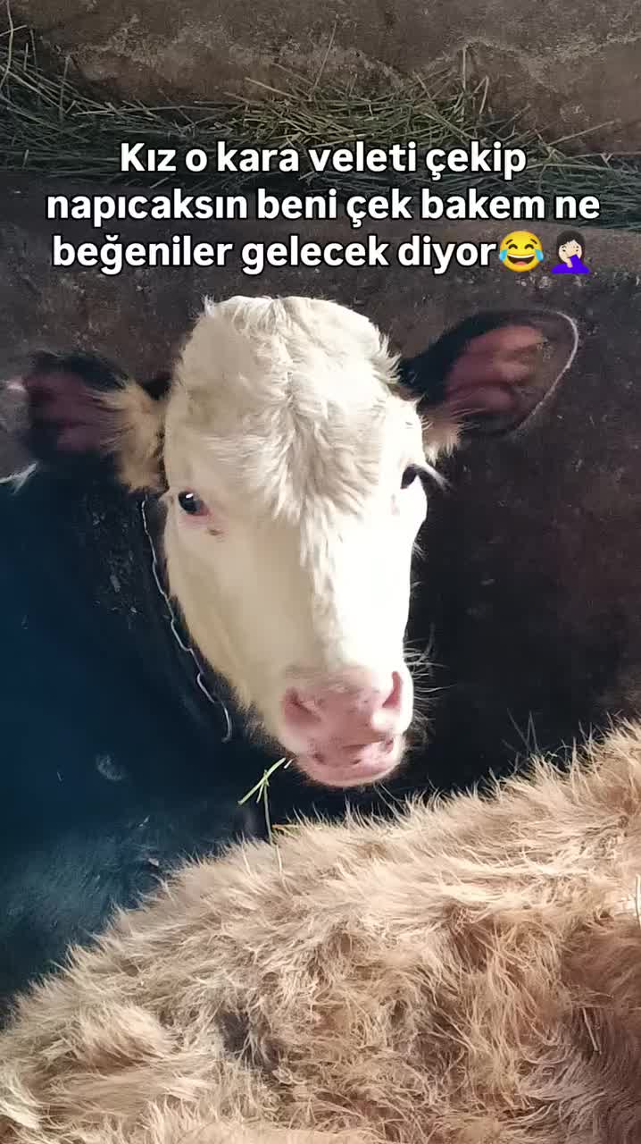 @Gizem
