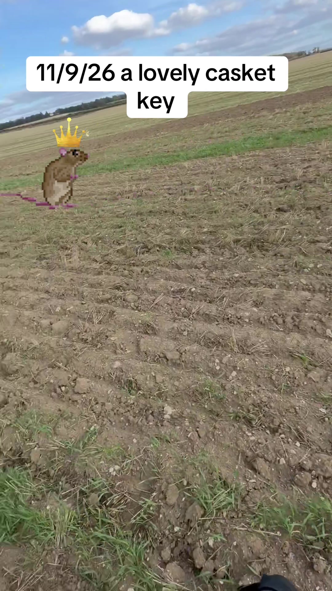 @SirKingRat