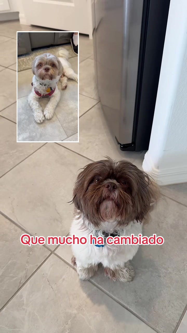 @Oreo & Cookie