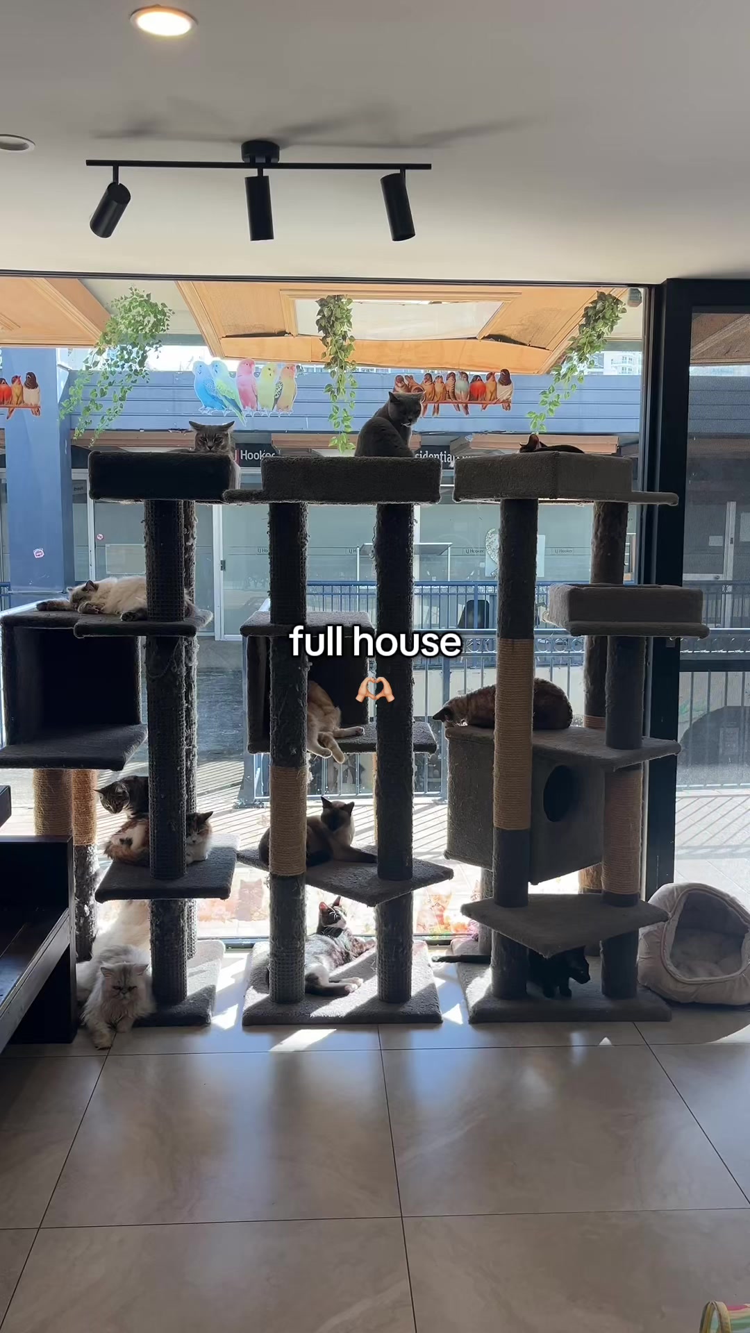 @crazycatcafe