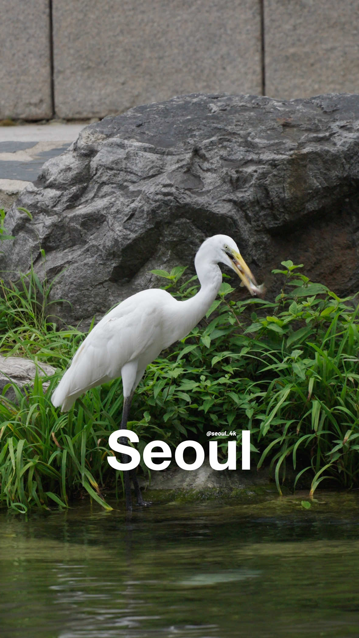 @seoul_4k
