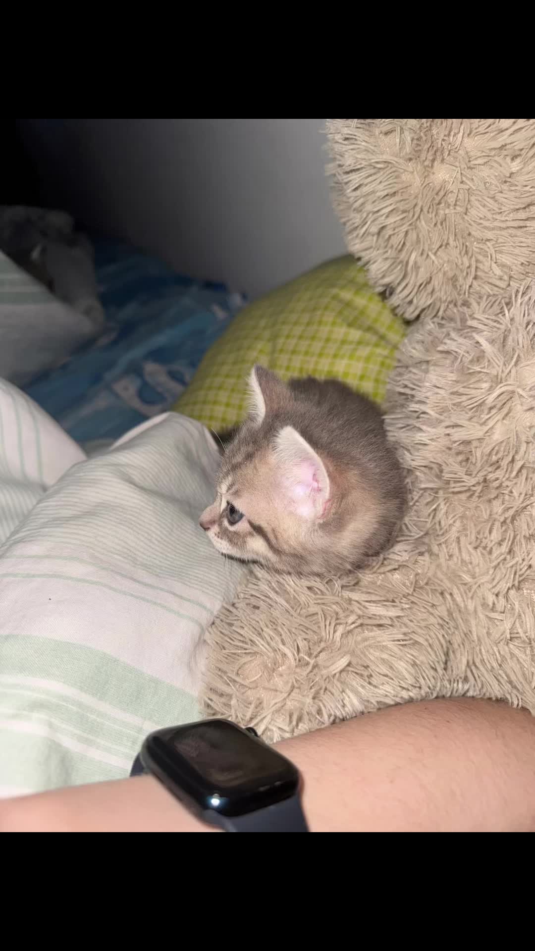 @katze