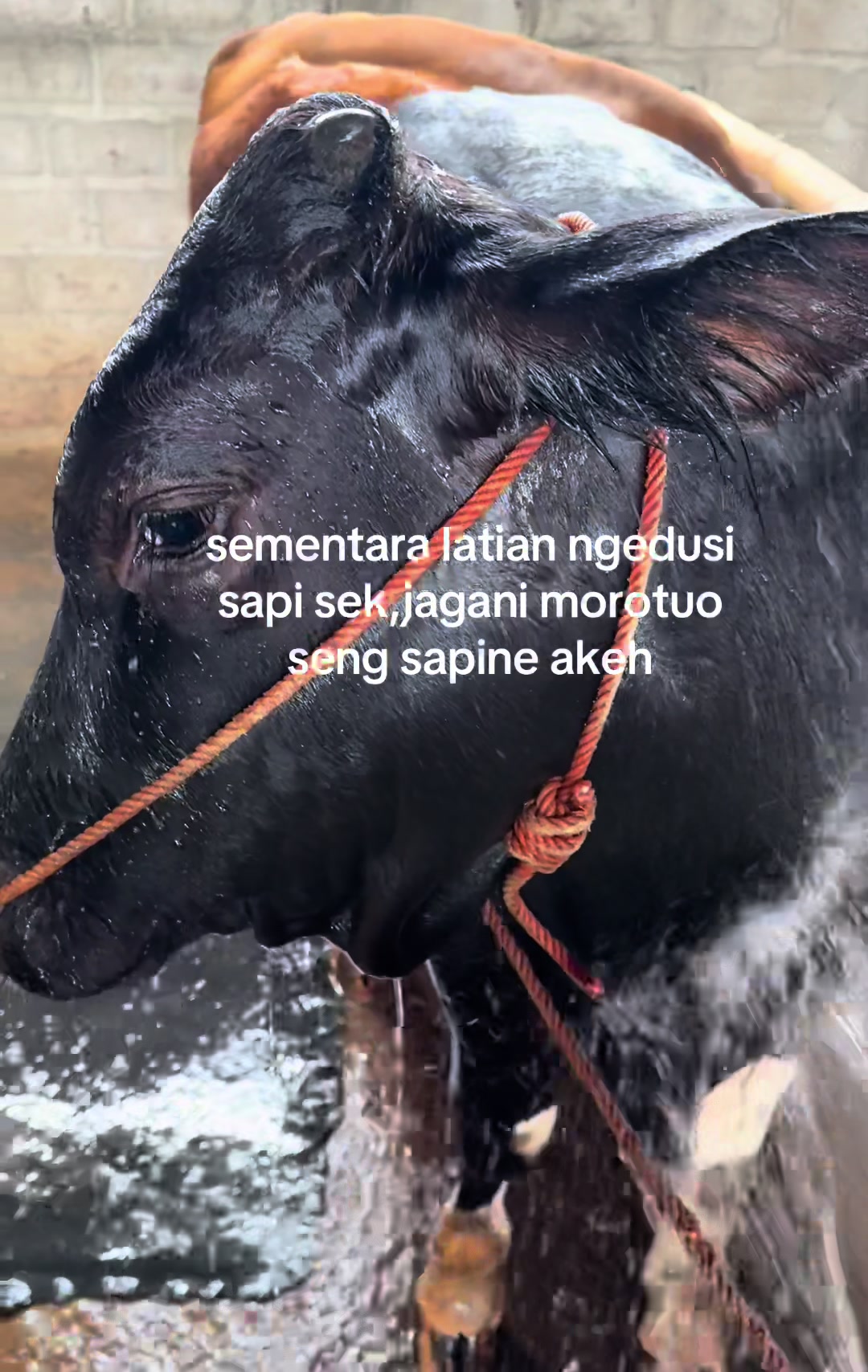 @Diah ayu komalasari