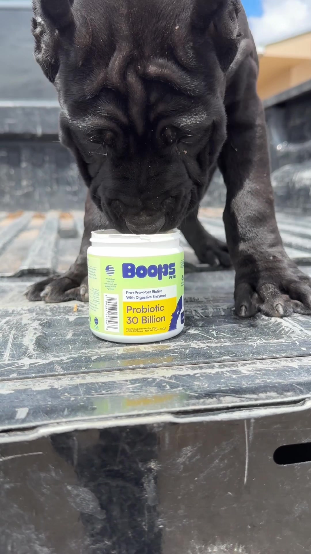 @canecorsoblackguardianz