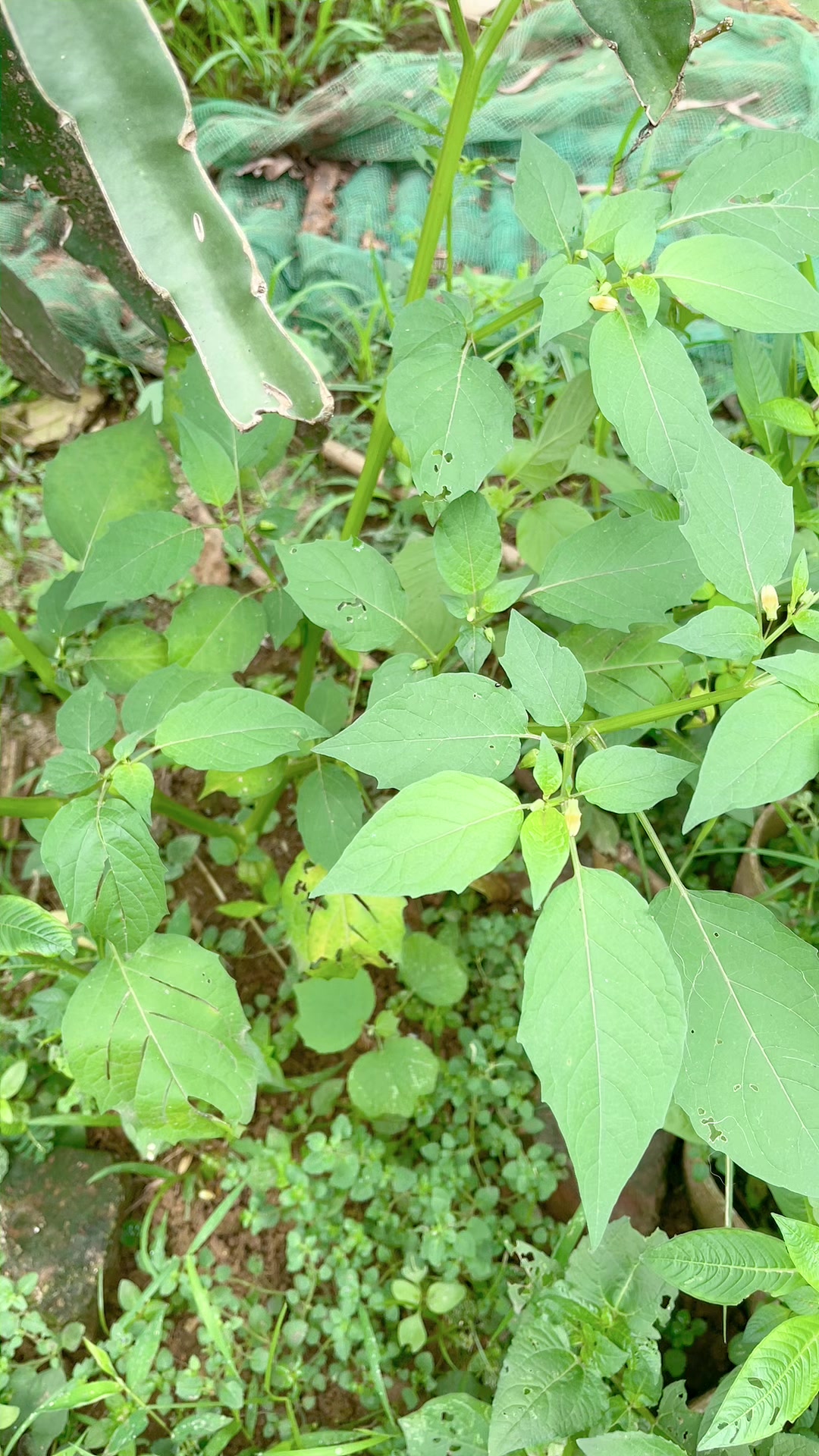 @Ngọc Chinh Miền N&uacute;i