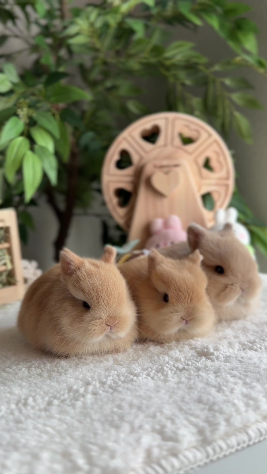 @Fluffy Bunny Orlando