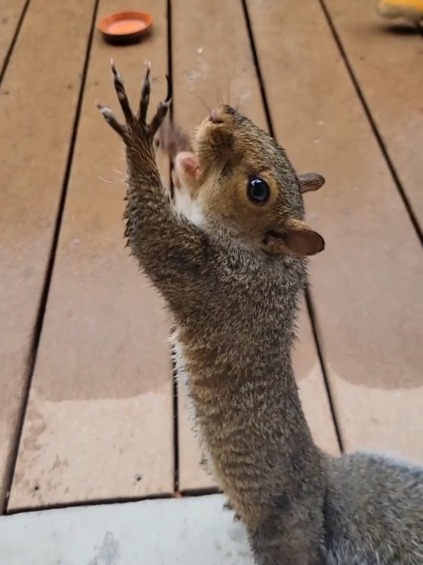 @youngmasterchu squirrel