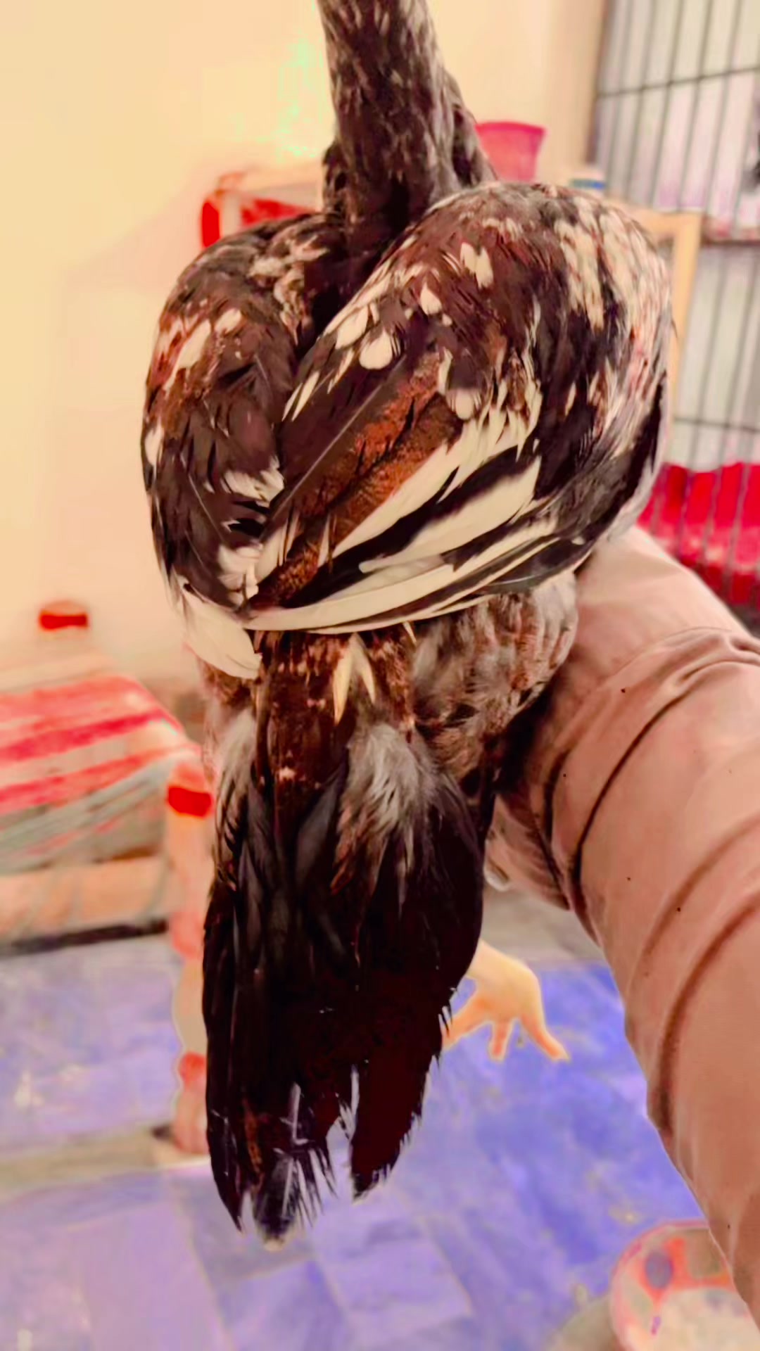 @🦅Home Breed Aseel 🦅