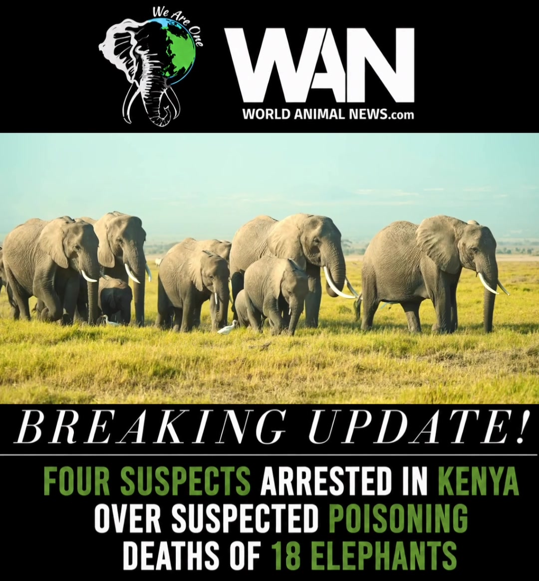 @WAN🐘