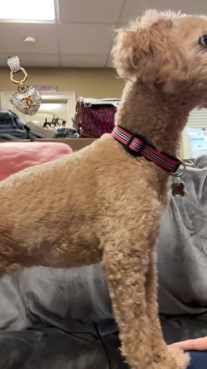 @gingerleexoxo