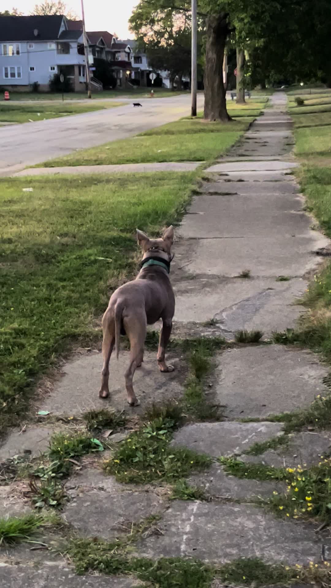 @Jay TheDog Trainer