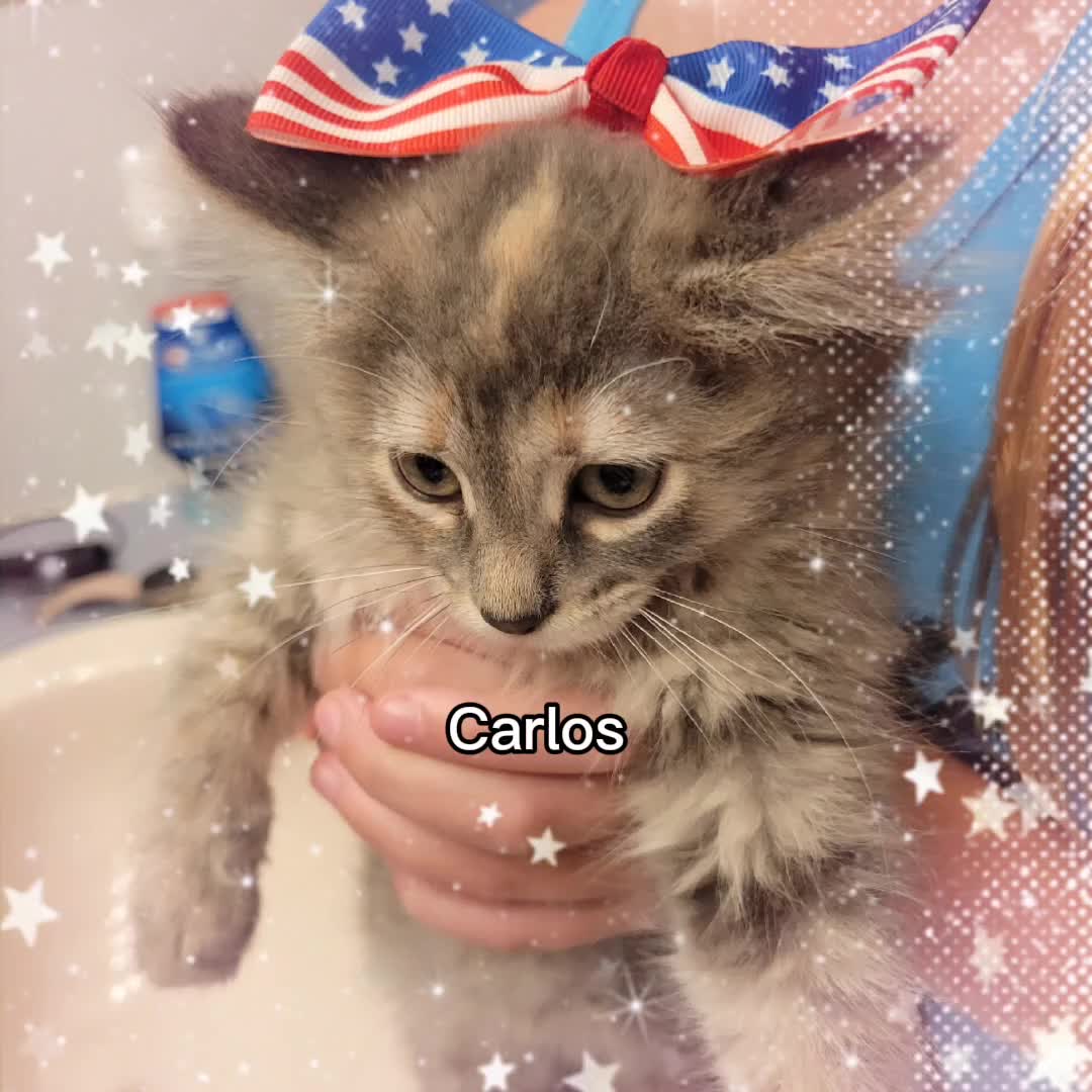 @❤️🐱Kora🐱❤️