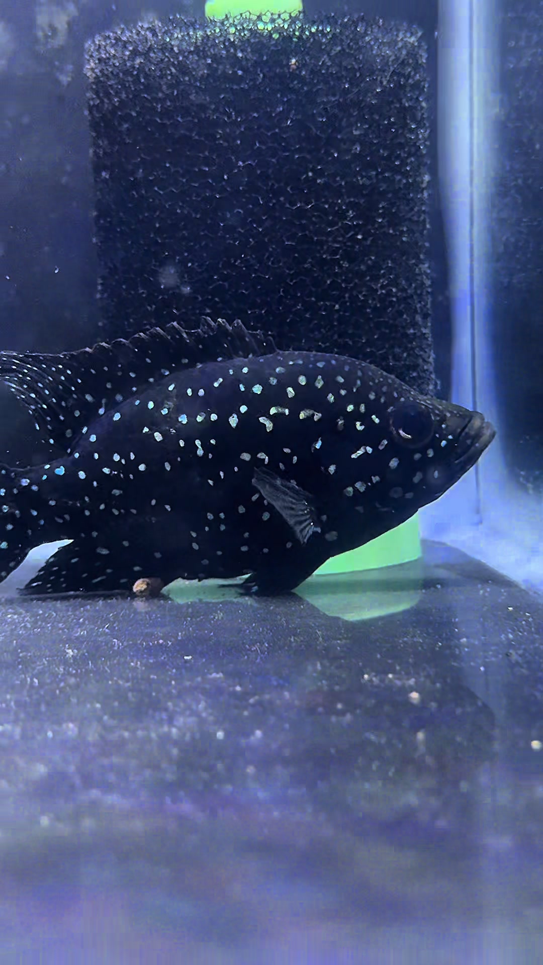 @Cichlid Adventures