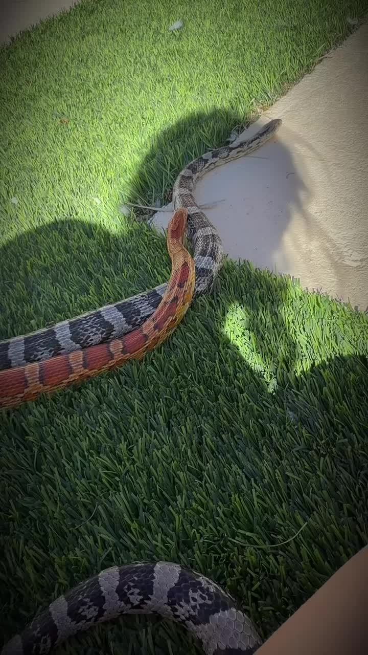 @Medusa✌️🐍 ♊️