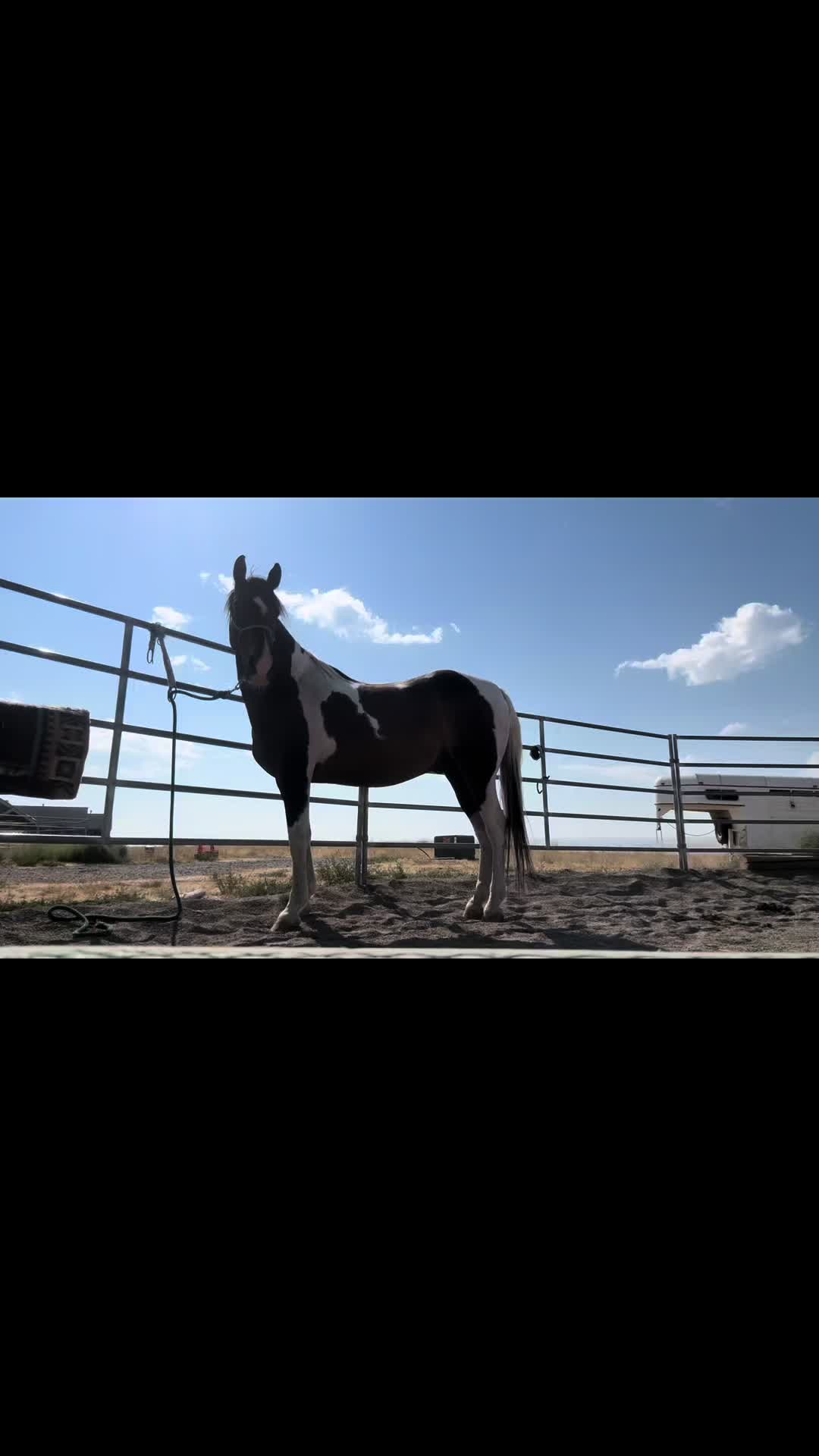 @Cowgirl Tuff Colt Training ❤️