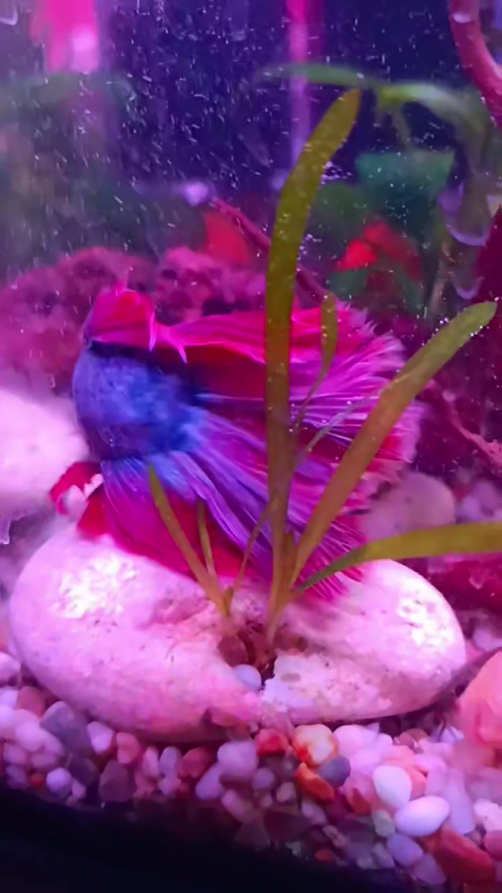 @❤️Анита💙Донецк🖤