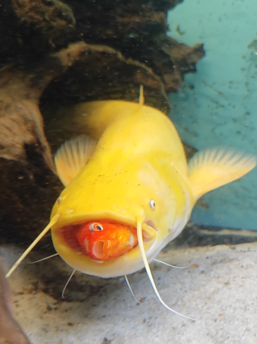 @predatoryfishtank