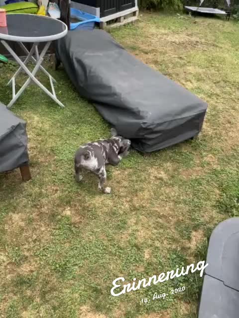@🏳️&zwj;🌈ⱼₐcₖy_ᵤₙd_ᵢₕᵣₑ_Bᵤₗₗyₛ🐶