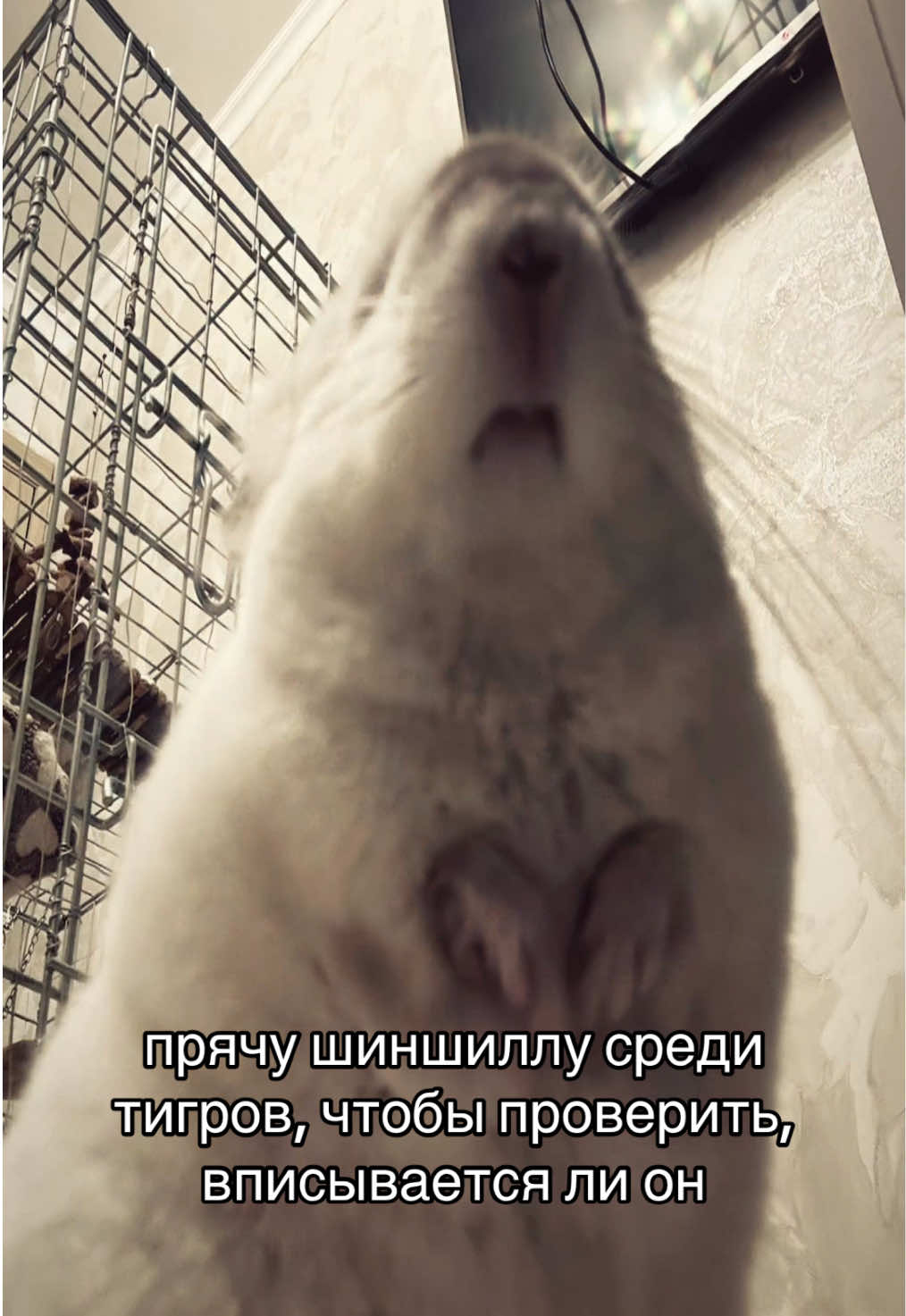 @Лулу