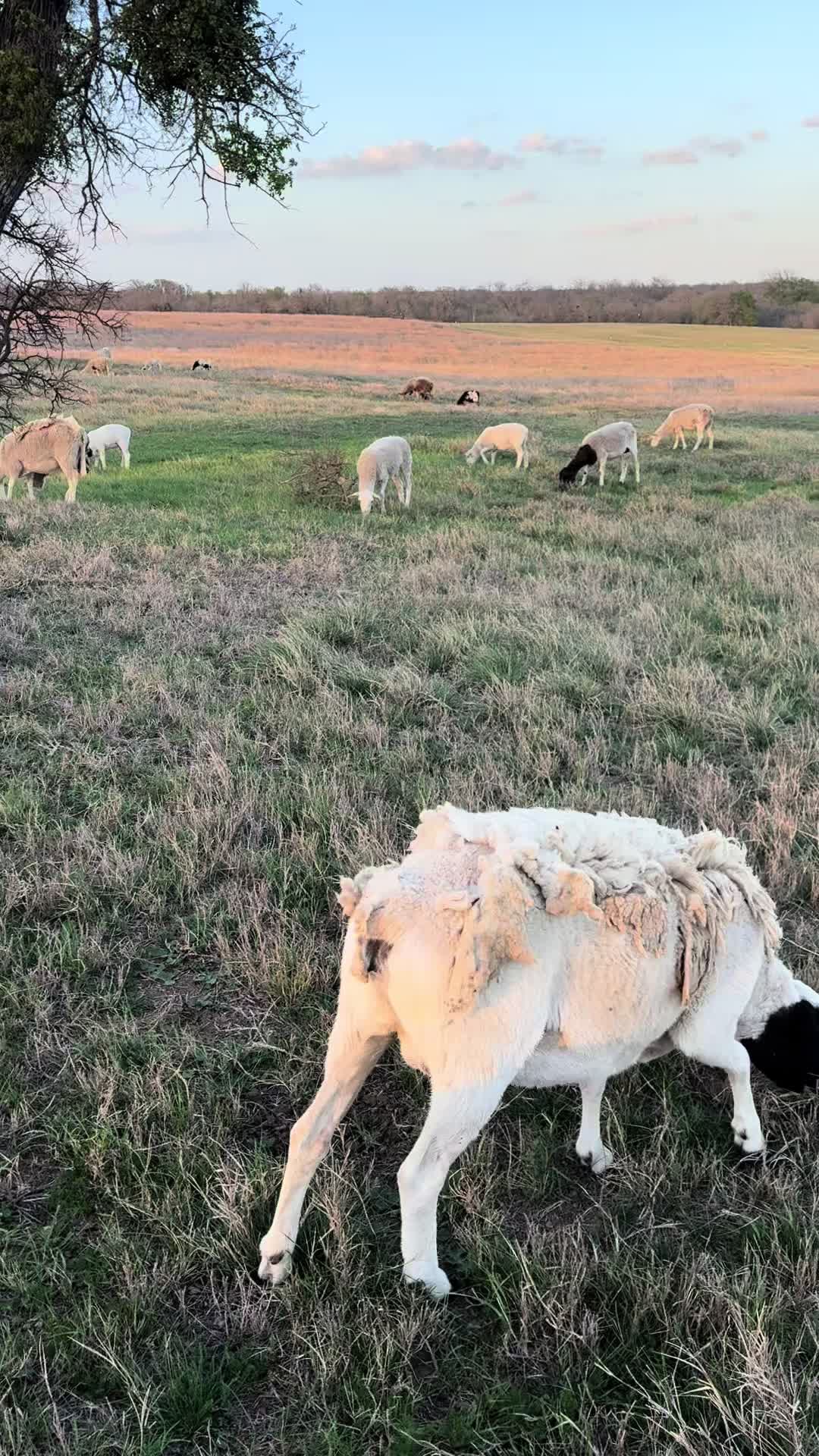 @Brewer Farms TX