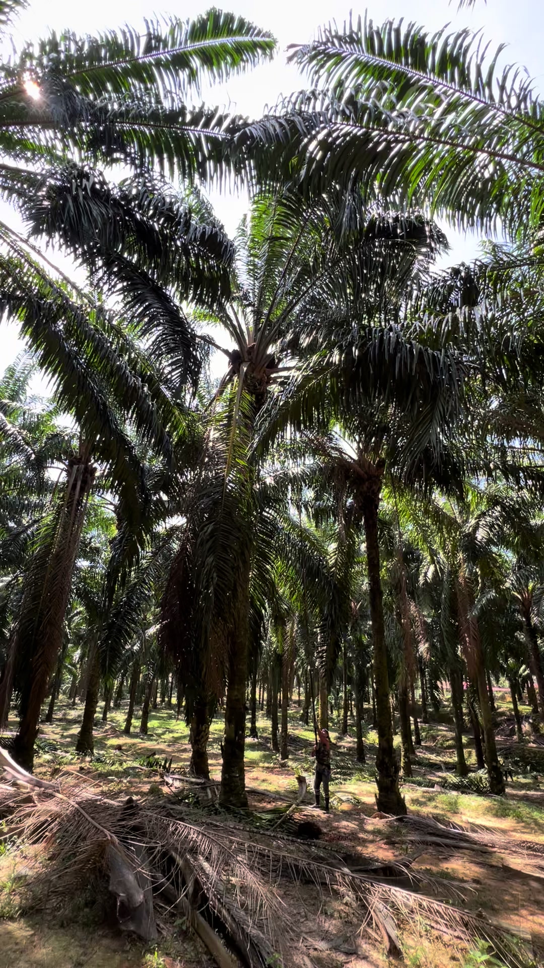 @Harry palm oil