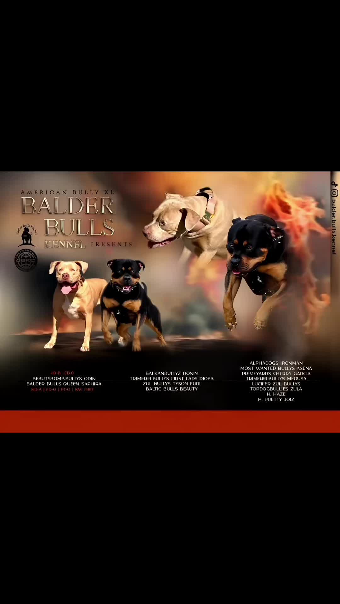 @Balder.Bulls.Kennel