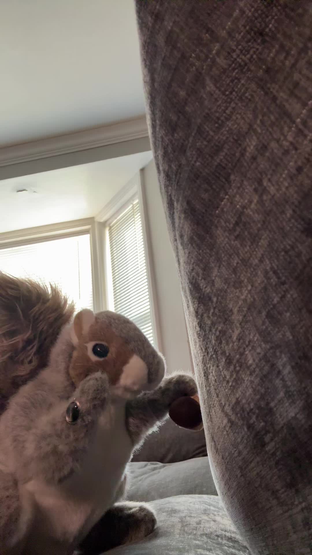 @Apple squirrel