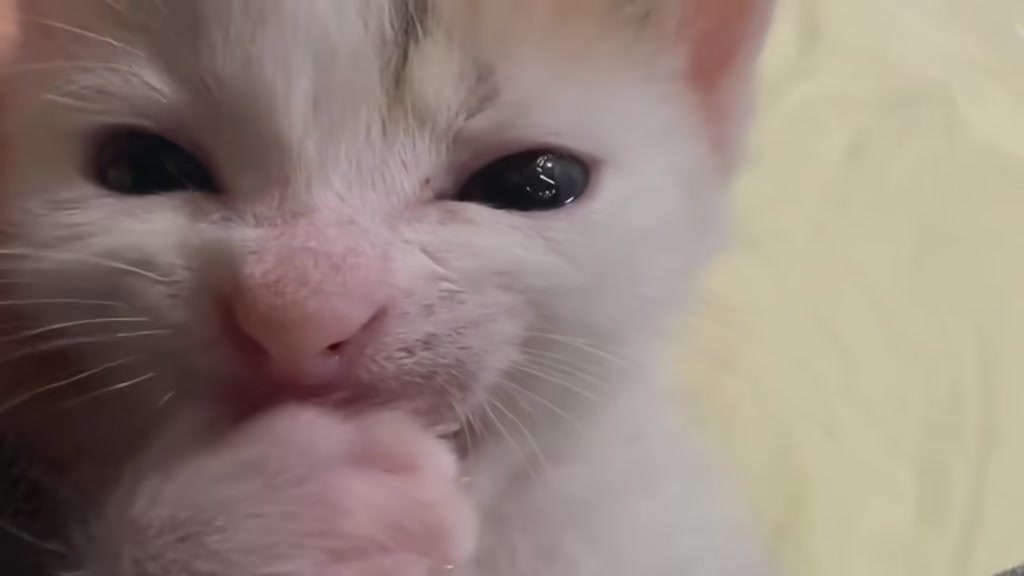 @catbosssss