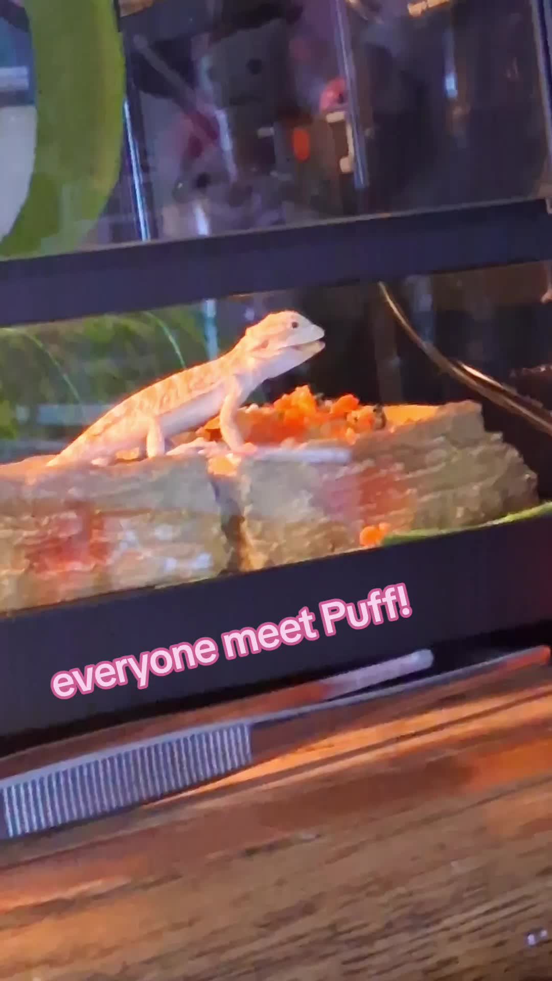 @˚₊‧꒰ა𝕬𝖓𝖌𝖊𝖑໒꒱ ‧₊˚(Eddie's)