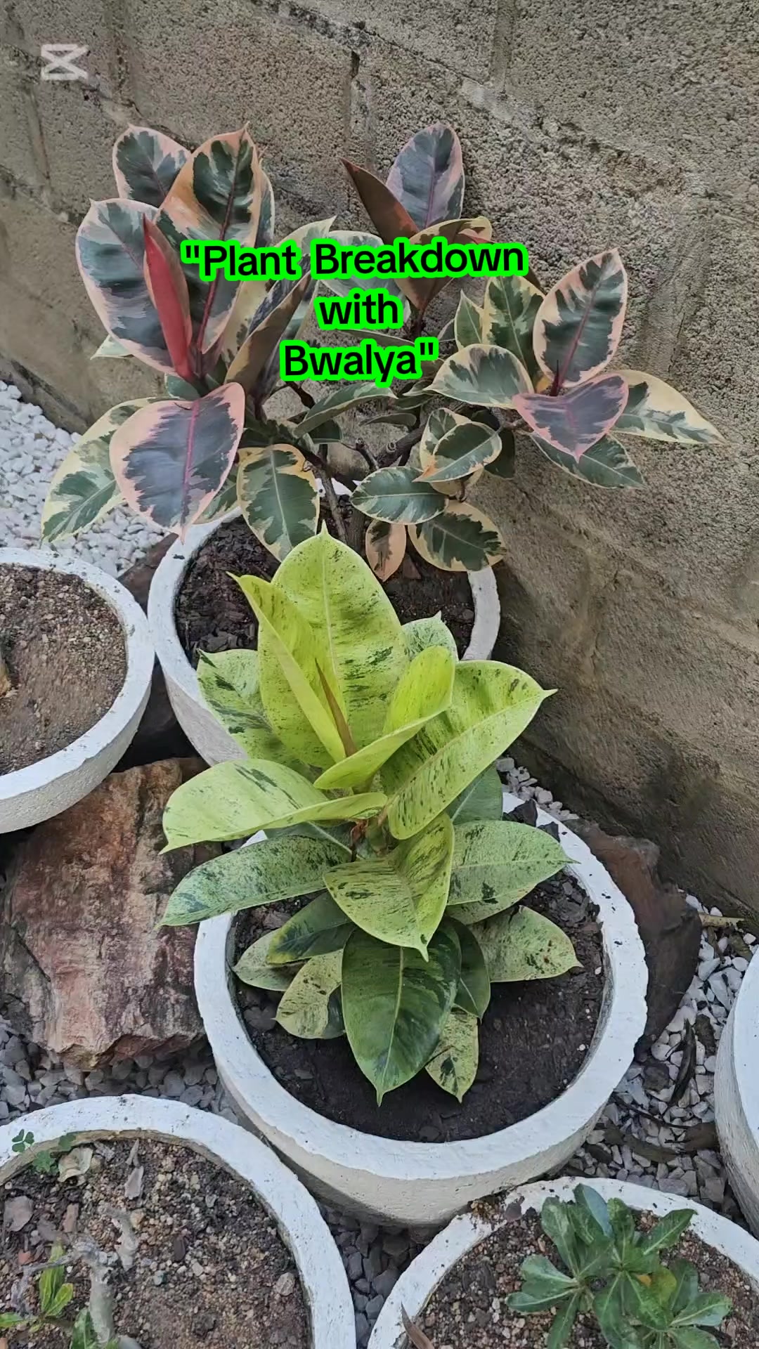 @Bwalya😊
