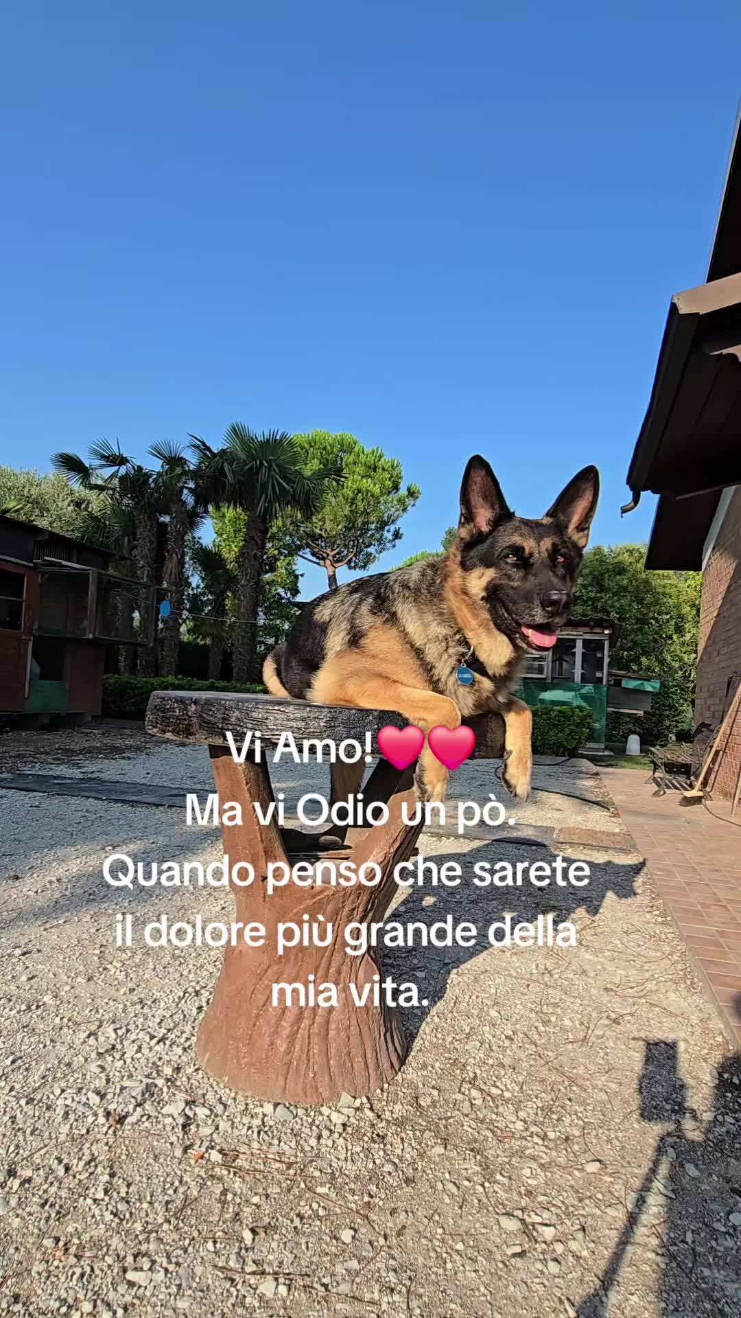 @⚜️🐾THOR&PICKY🐾⚜️