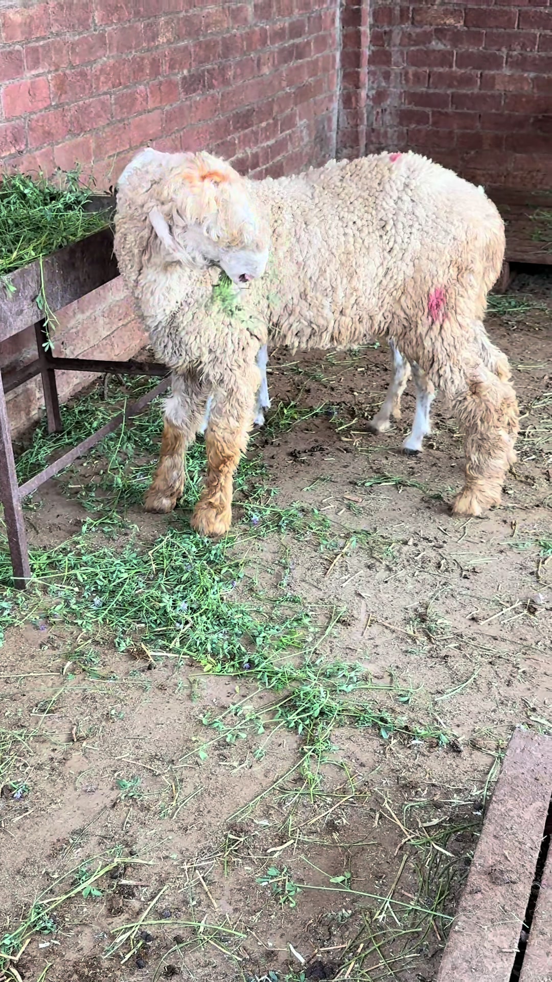 @Shiraz livestock