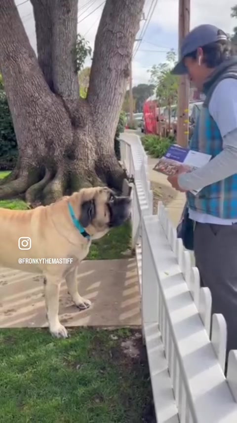 @Fronkythemastiff