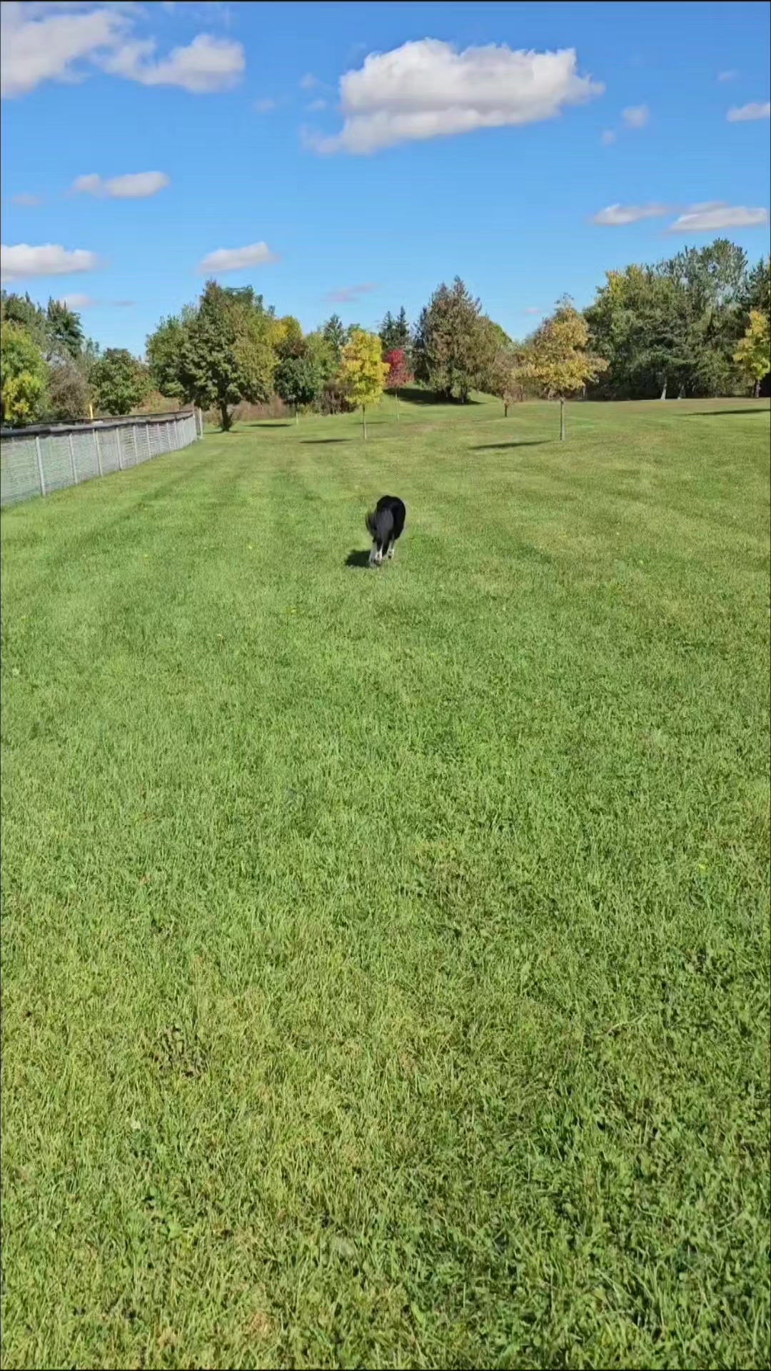 @Zedthebordercollie🇨🇦