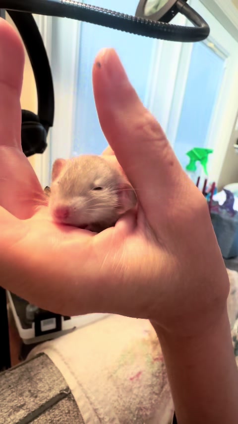 @Nosies and Toesies Rattery
