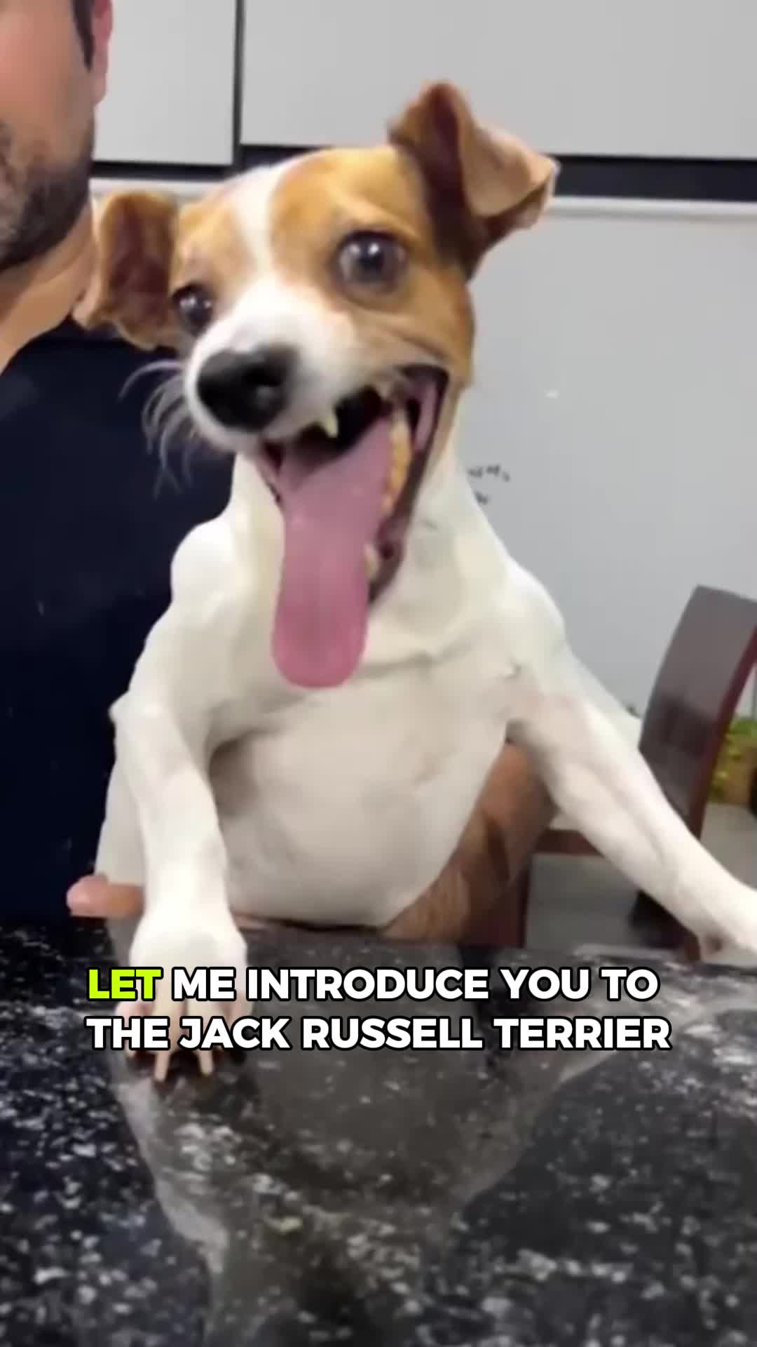 @PawblemsDaily