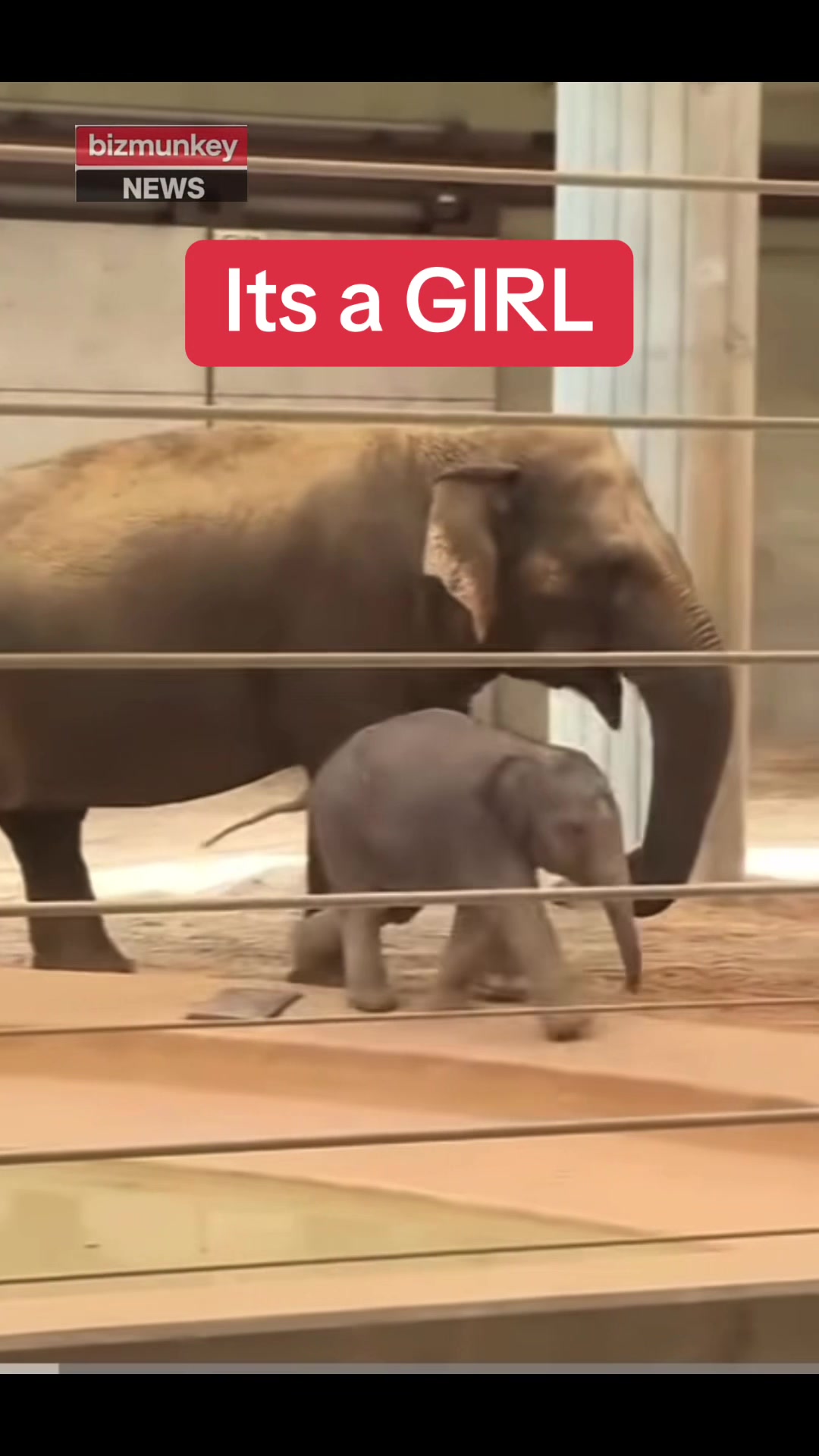 @Bizmunkey