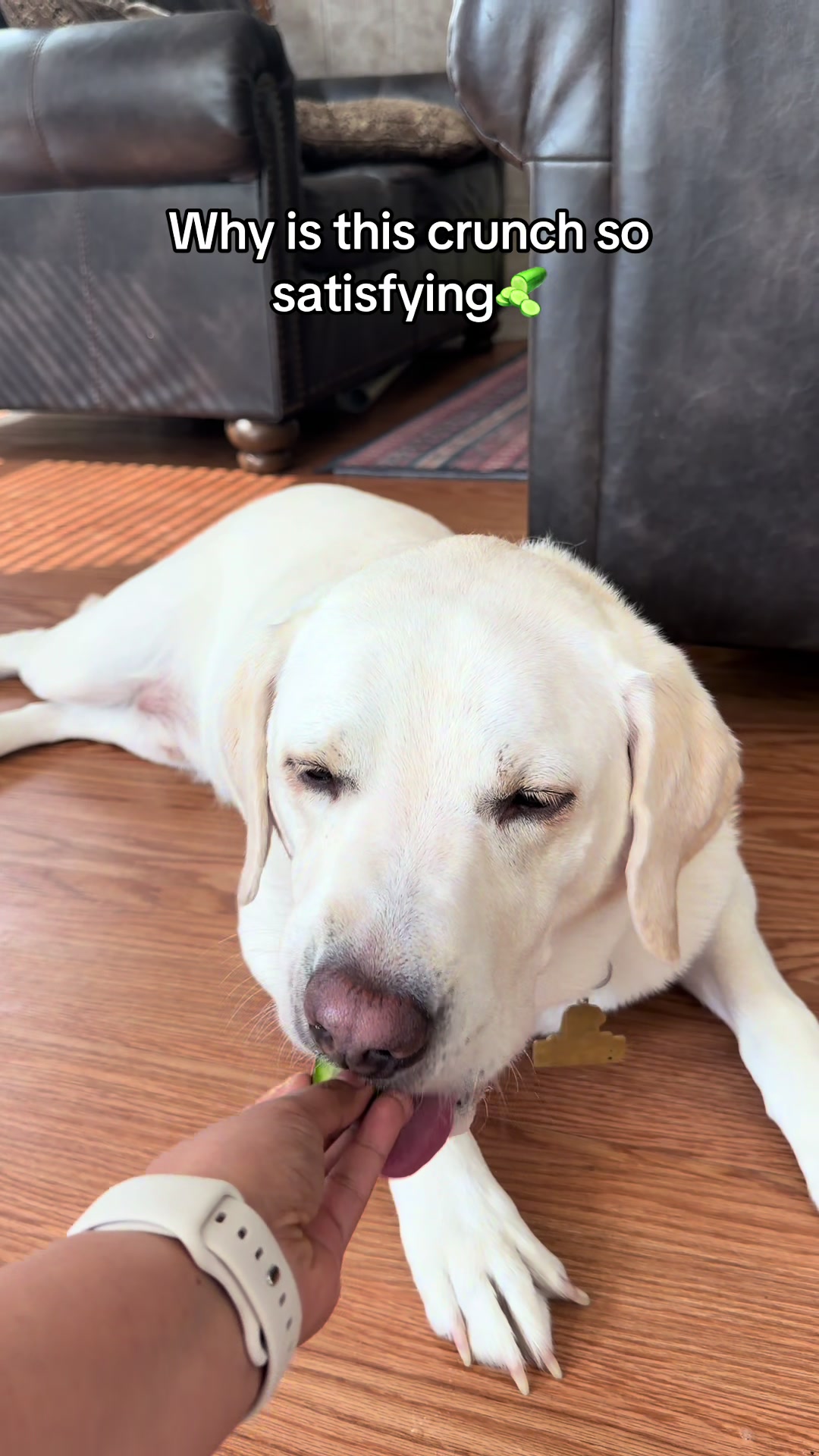 @Buddy_the_lab