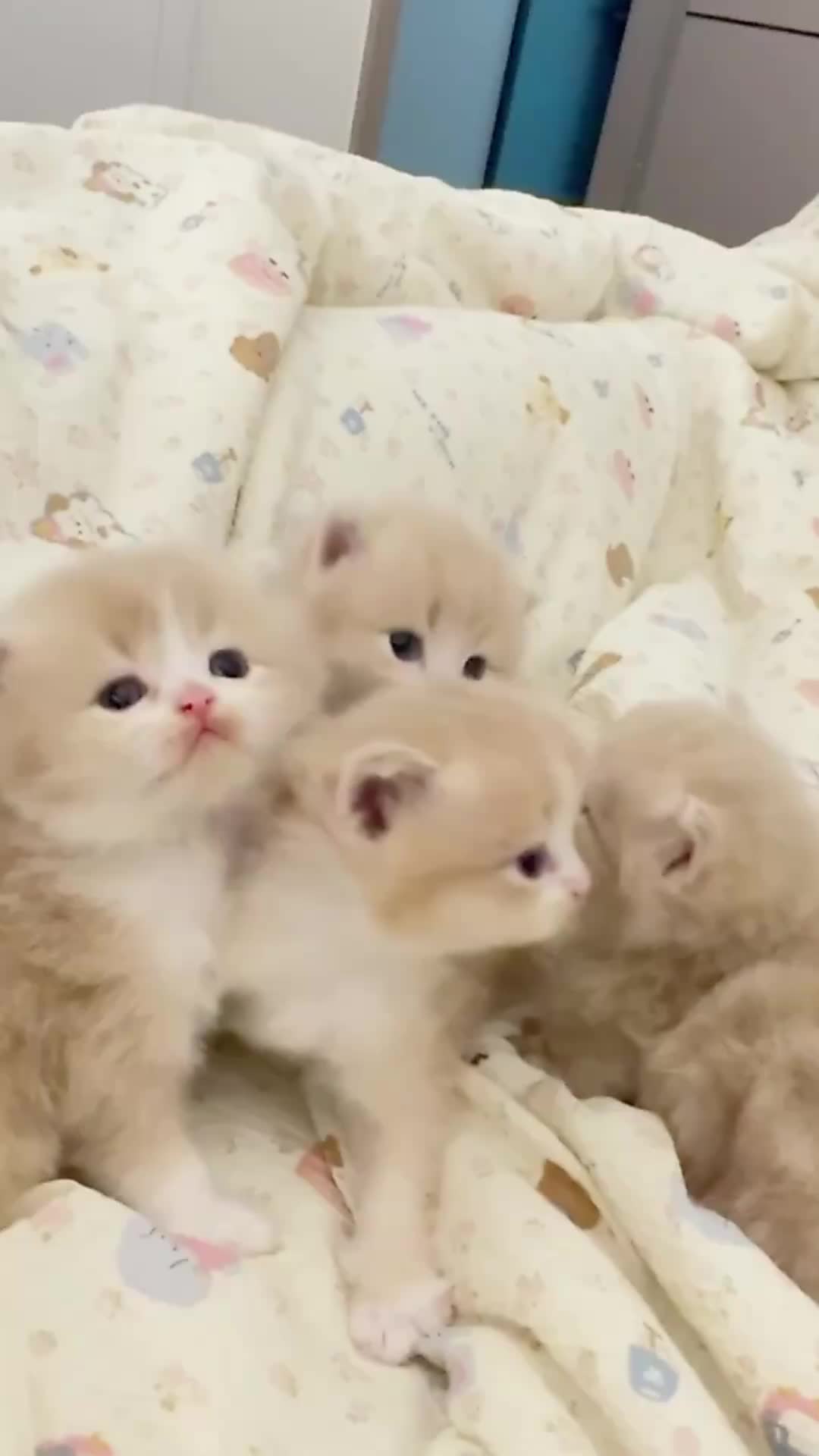 @catbosssss